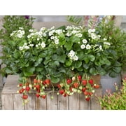 Proven Winners 1.5G Strawberry HB Berried Treasure White