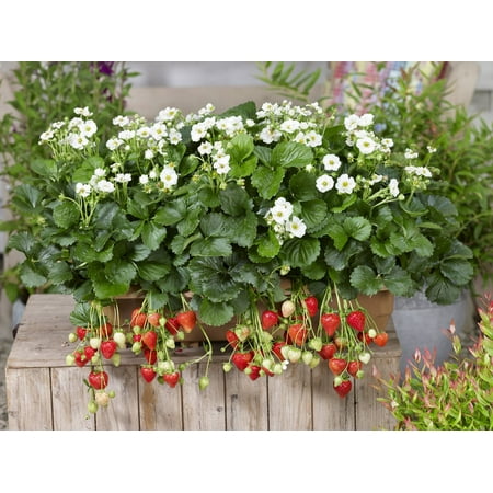 Proven Winners 1.5G Strawberry HB Berried Treasure White