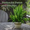 thumbnail image 6 of Tropical Plants of Florida 15" to 18" Green Kimberly Queen Fern Houseplant; Partial Sunlight, 6 of 8