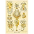 thumbnail image 2 of Haeckel, Ernst 23x32 Black Ornate Wood Framed with Double Matting Museum Art Print Titled - Haeckel Nature Illustrations: Rotatoria, rotifera worms, 2 of 4