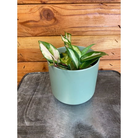 Hoya Carnosa Exotica Tricolor, 4" Plant, The Plant Farm