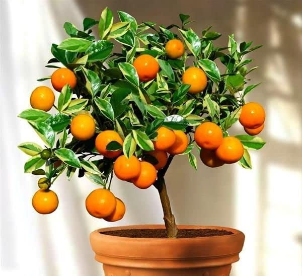 ⭐ Gardenera Labs's Expert Formulated Soil Mix for Tangerine Trees 🍊: The Ideal Growing Medium for Indoor Citrus Trees [10 Quart Bag]