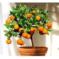 thumbnail image 5 of ⭐ Gardenera Labs's Professional Grade Soil Mix for Tangerine Trees 🍊: The Secret to Thriving Indoor Citrus Trees 🍃 - 3 QUART, 5 of 7