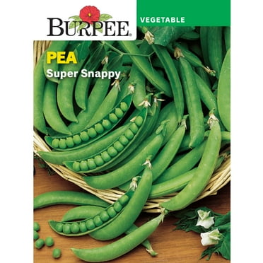 Burpee Super Snappy Pea Seed, Annual Vegetable Seed, Full Sun