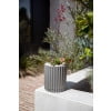 thumbnail image 4 of 6'' PLNTR GREY(X2) - FRENCH, 4 of 8