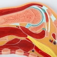 thumbnail image 3 of Axis Scientific Shoulder Joint Section Anatomy Model, 3 of 9