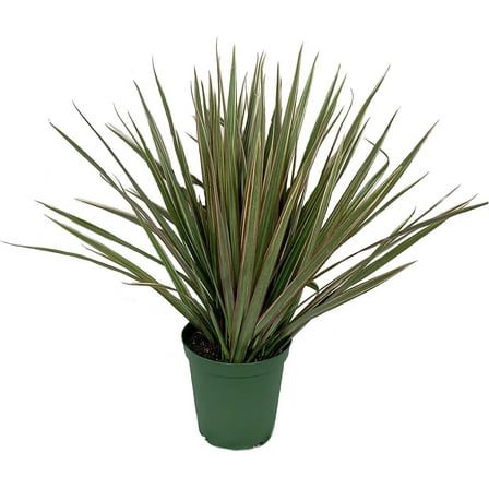 Dracaena Marginata Bicolor - Live Plant in a 6 Inch Pot - Dracaena Marginata 'Bicolor' - Beautiful Air Purifying Indoor Houseplant