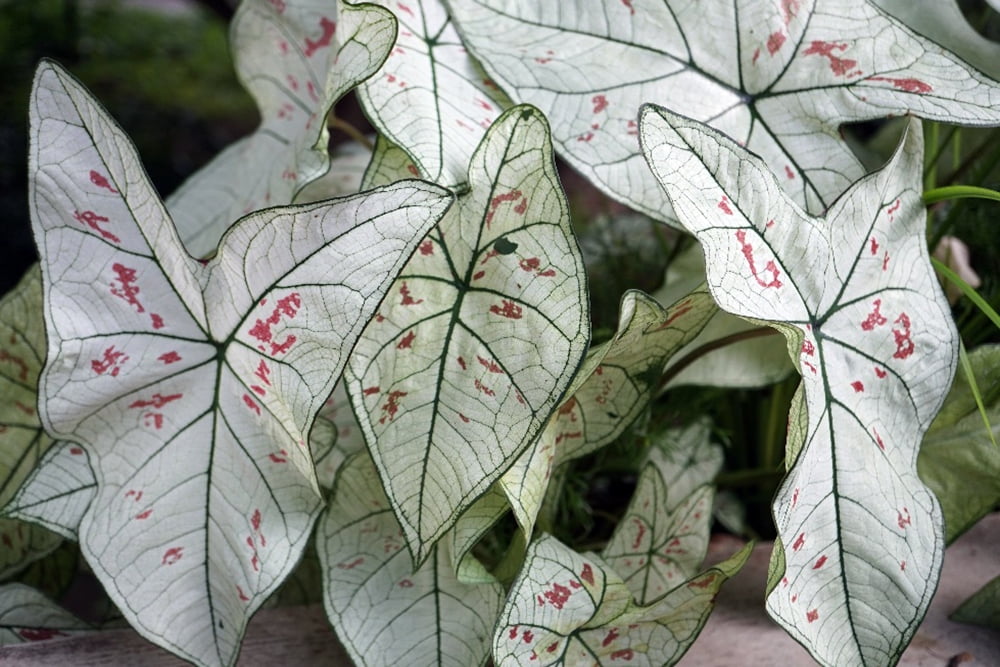 Strawberry Star Caladium Plant Freshly Potted Bulb in 4" Pot Indoors