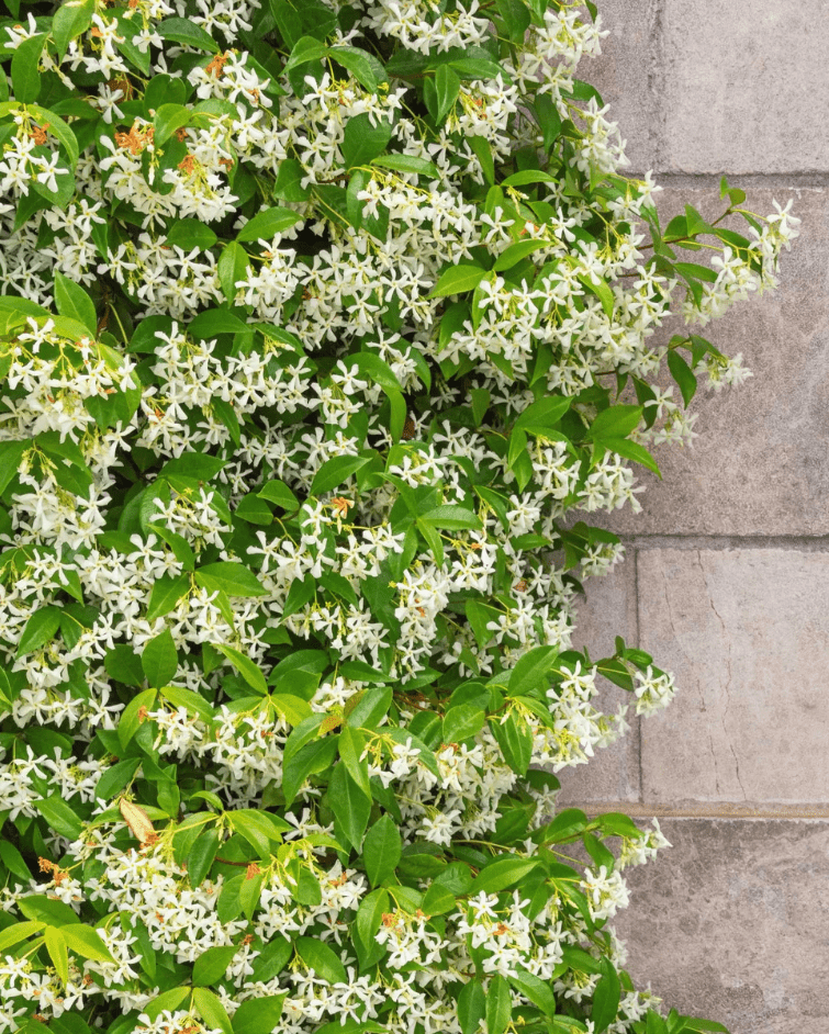 Downey Jasmine Plant Live, 4-8 Inches, Fragrant Jasmine Flower Vine for Planting