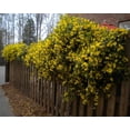thumbnail image 3 of Yellow Carolina Jasmine Vine - Live Plant - ( 1 QT ) - Evergreen, 3 of 6
