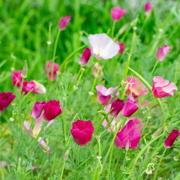 Outsidepride California Poppy Carmine King - 10000 Seeds