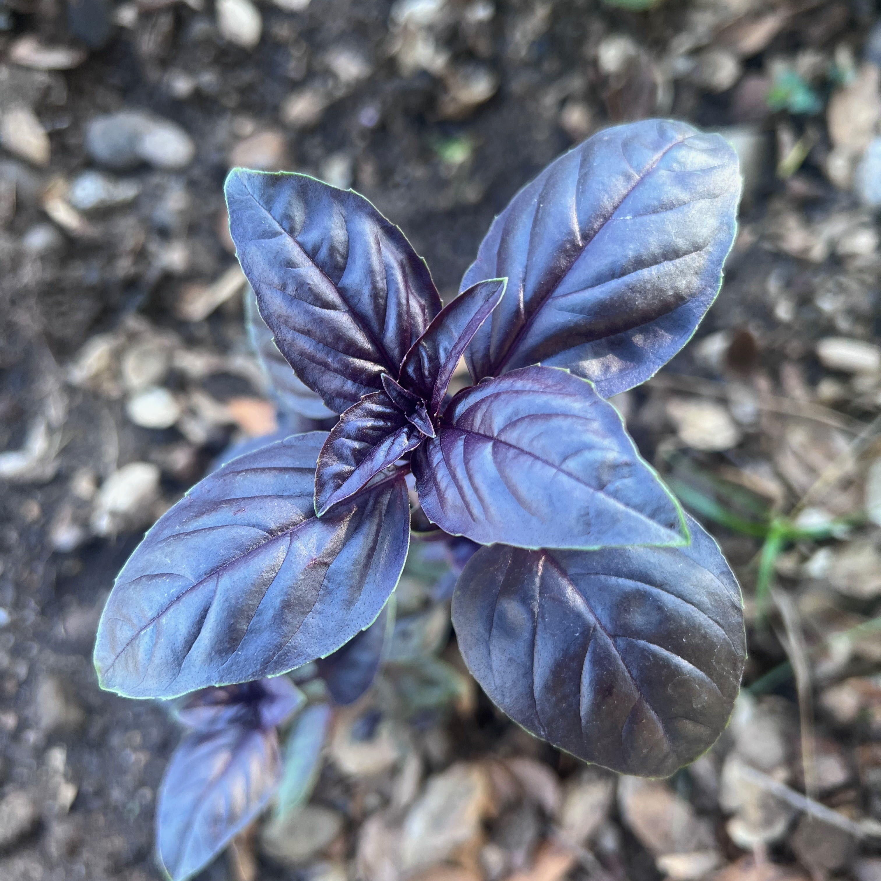 Plant Good Seed Culinary Basil Seeds - 7 Packet Collection - Heirloom Herb Seed, Full Sun Perennial