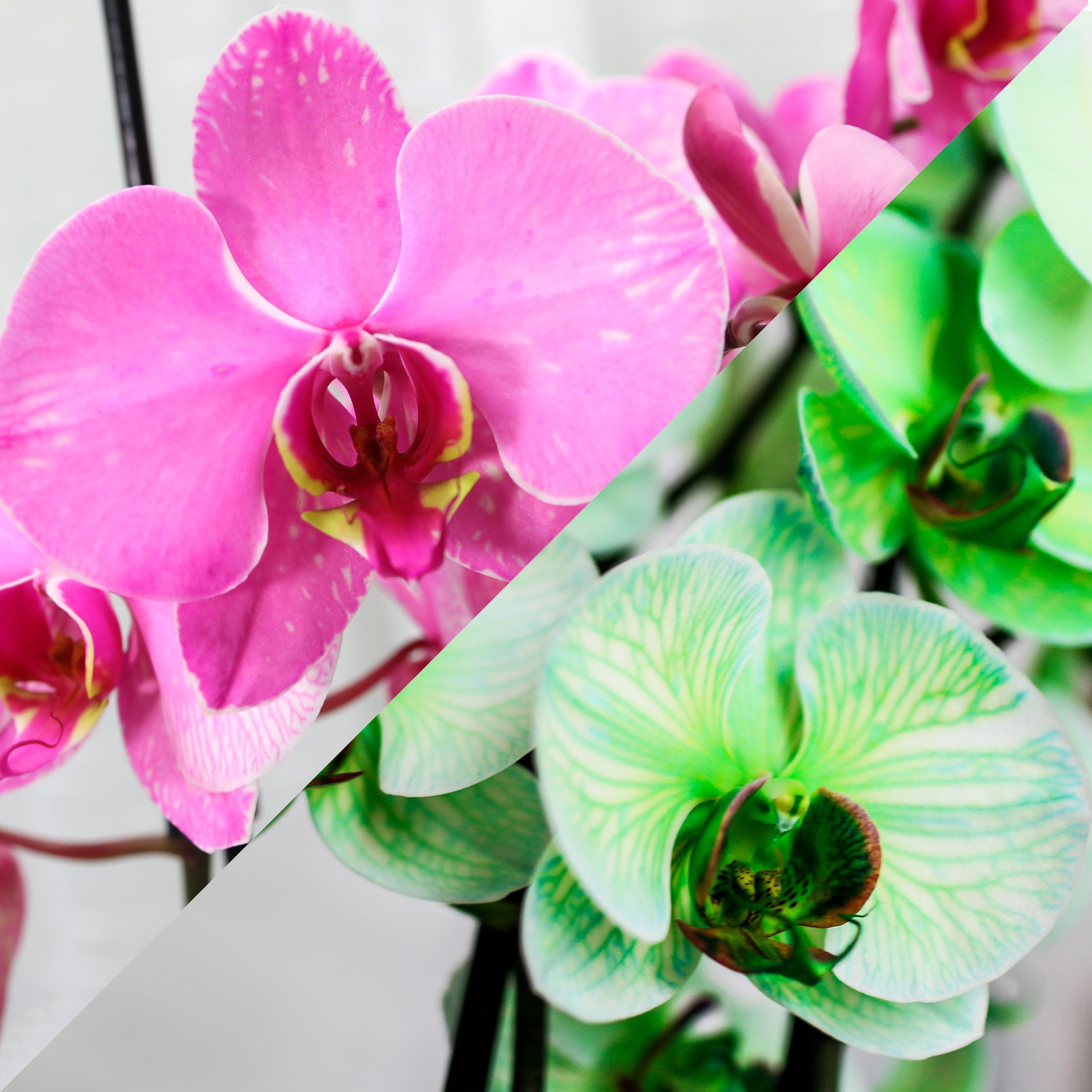 Just Add Ice 10" Green and Pink Watercolor Duo in White Ceramic Pot