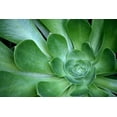 thumbnail image 2 of Susan Vizvary Photography 18x13 White Modern Wood Framed Museum Art Print Titled - Green Succulent, 2 of 4