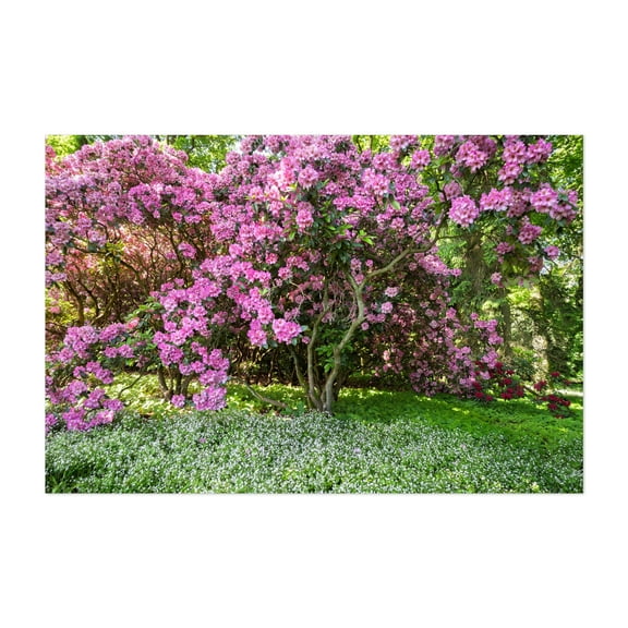 Flowering Rhododendrons in Spring Woodland - Photography Flowers Floral Garden Nature Botanical Scenic Landscape Unframed Wall Art Print 4 x 6 inches