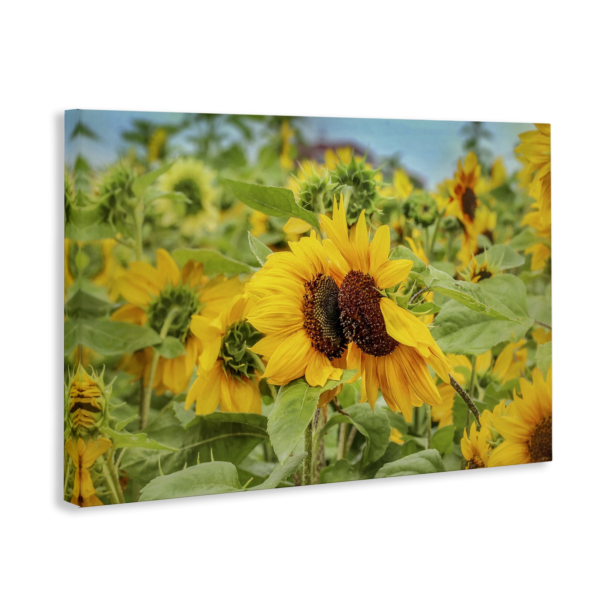 Stupell Industries Sunflower Field Photography Landscape Photography Gallery Wrapped Canvas Art Print Wall Art, 45 x 30