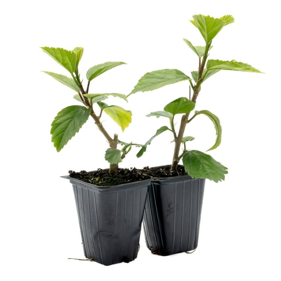 2 Kona Hibiscus Live Plants in 2.5-inch Nursery Cubes | Hibiscus rosa-sinensis Hybrid | Tropical Evergreen with Large Pink Double Blossoms