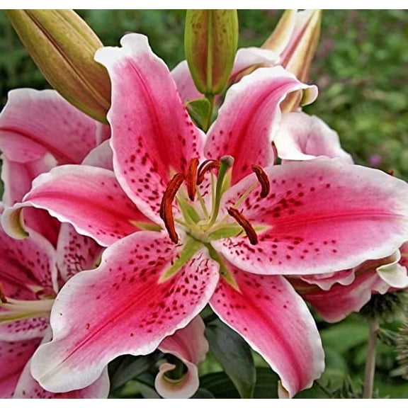 Stargazer Lily Large Flowering Bulb, Fragrant Perennial Bloomer