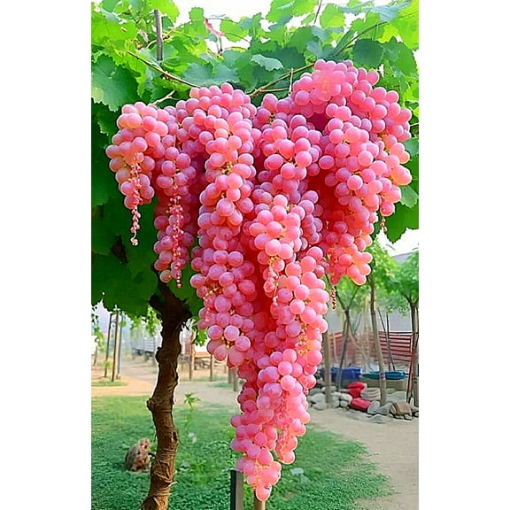 Brilliant Grapevines for Sale Exquisite Ornamental Blooms Simple To Grow Premium  Stakes