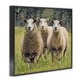 thumbnail image 4 of Stupell Industries Sheep Grazing in Grass Animals & Insects Painting Black Framed Art Print Wall Art, 20 x 16, 4 of 10