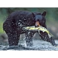 thumbnail image 2 of Fitzharris, Tim 24x19 Black Ornate Wood Framed with Double Matting Museum Art Print Titled - Black bear with Salmon, 2 of 4