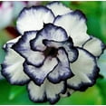thumbnail image 3 of 4 Black White Desert Rose Seeds Adenium Obesum Flower Perennial Exotic Seed 220, 3 of 11