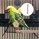 thumbnail image 2 of Percha de madera para pájaros, plataforma de juguete, palo para moler patas, accesorio para jaula de pájaros, para cacatúas, periquitos, cotorras y otras aves pequeñas, 2 of 7
