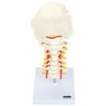 thumbnail image 2 of Axis Scientific Cervical Spine Model with Spinal Nerves and Arteries | Vertebrae Model Shows Bony Landmarks of the Cervical Spine and Has Occipital Bone | Comes on Base | 3-Year Warranty, 2 of 13