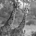 thumbnail image 2 of Michal, Susan 26x26 Black Ornate Wood Framed with Double Matting Museum Art Print Titled - A Pair of Giraffes, 2 of 4