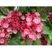 Sarah Mountain Laurel