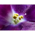 thumbnail image 2 of Markovic, Vojislav 32x25 White Modern Wood Framed Museum Art Print Titled - Violet, 2 of 4