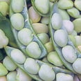 thumbnail image 4 of Ferry-Morse 1G Bean Lima Fordhook Bush#242 Vegetable Plant Seed Full Sun, 4 of 10