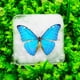 thumbnail image 4 of Especímenes de mariposa Real para decoración del hogar, hermoso marco de fotos transparente, extraíble, coleccionable, regalo, 4 of 5