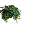 Proven Winners 1.5G Red Berried Treasure Strawberry Hanging Basket Live Plants