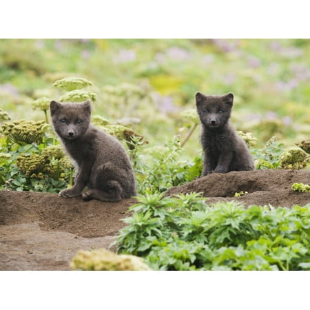 Two Young Arctic Foxes - Two Arctic Fox Kits Sitting Near Their Den St Paul Island Southwest Alaska Summer PosterPrint
