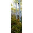 thumbnail image 2 of Mansfield, Kathy 13x32 White Modern Wood Framed Museum Art Print Titled - Aspen in the Day II, 2 of 4