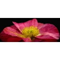 thumbnail image 2 of Reynolds, Richard 24x12 White Modern Wood Framed Museum Art Print Titled - Shirley Poppy, 2 of 4