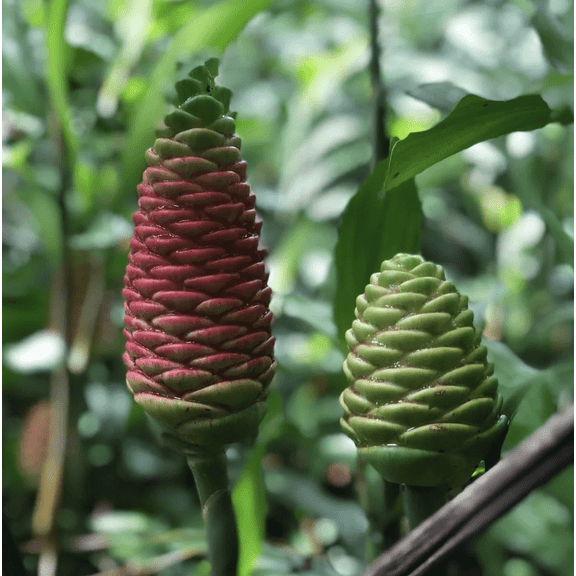 Shampoo Ginger Plant