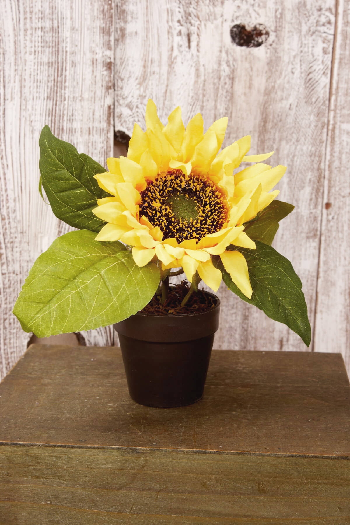 Potted Sunflower Plant 71/2 inch