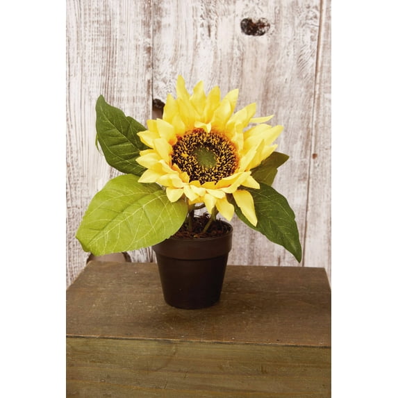 6 Pieces of Potted Sunflower Plant 7-1/2 inches