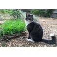 thumbnail image 4 of Plant Good Seed - Ivan's Cat Grass Seeds, Certified Organic, 300 Seeds, Cat Gift, Cat Treats for the Cat Lover, Kitty Health, Snackable, 4 of 5