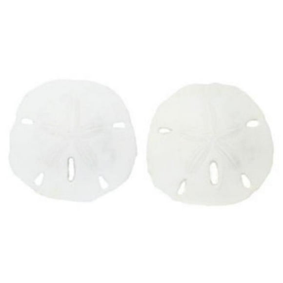 U.S. Shell 08006 1-1.25 in. Keyhole Sanddollar - 25 Piece