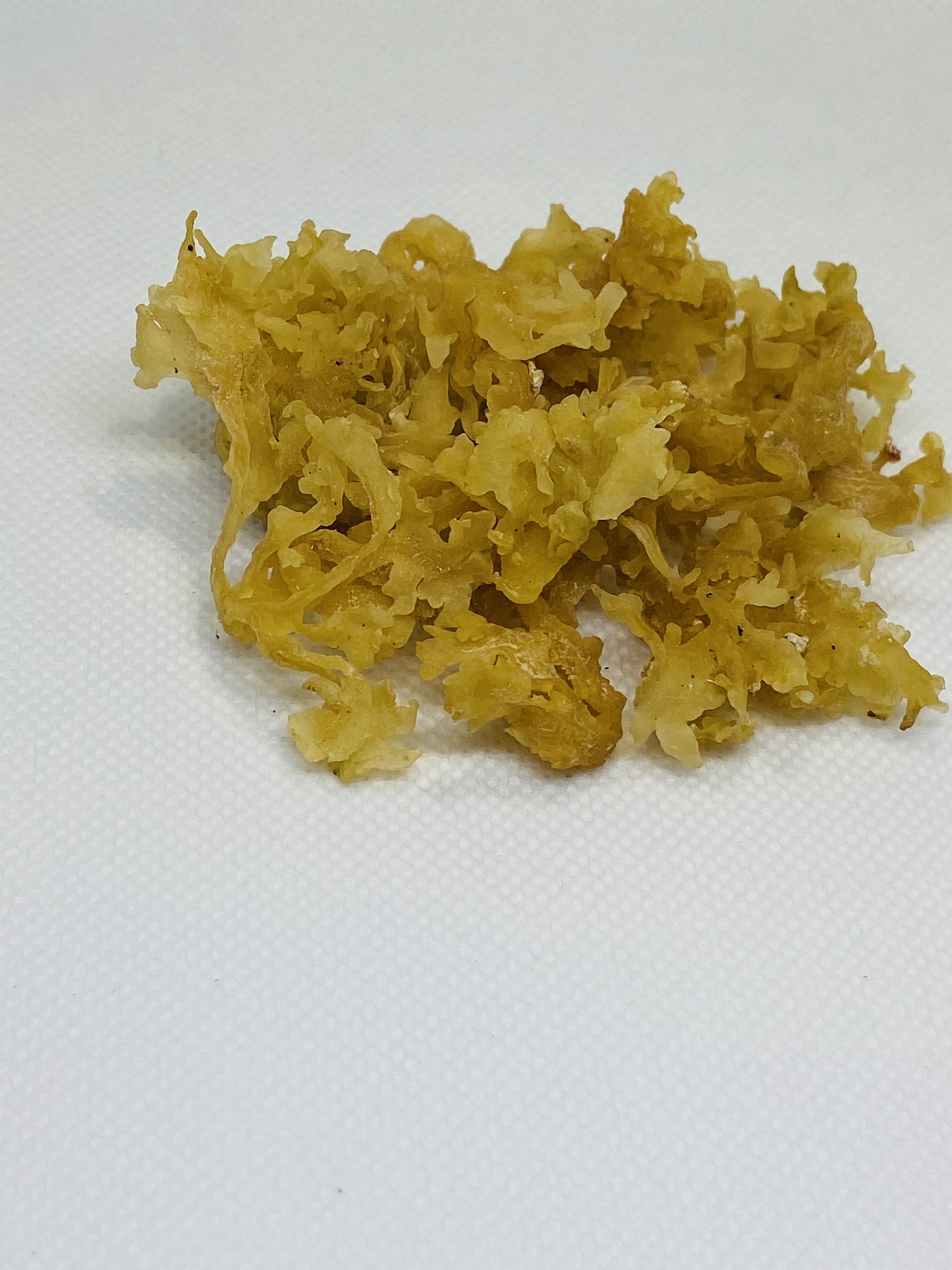 Raw Organic Sea Moss
