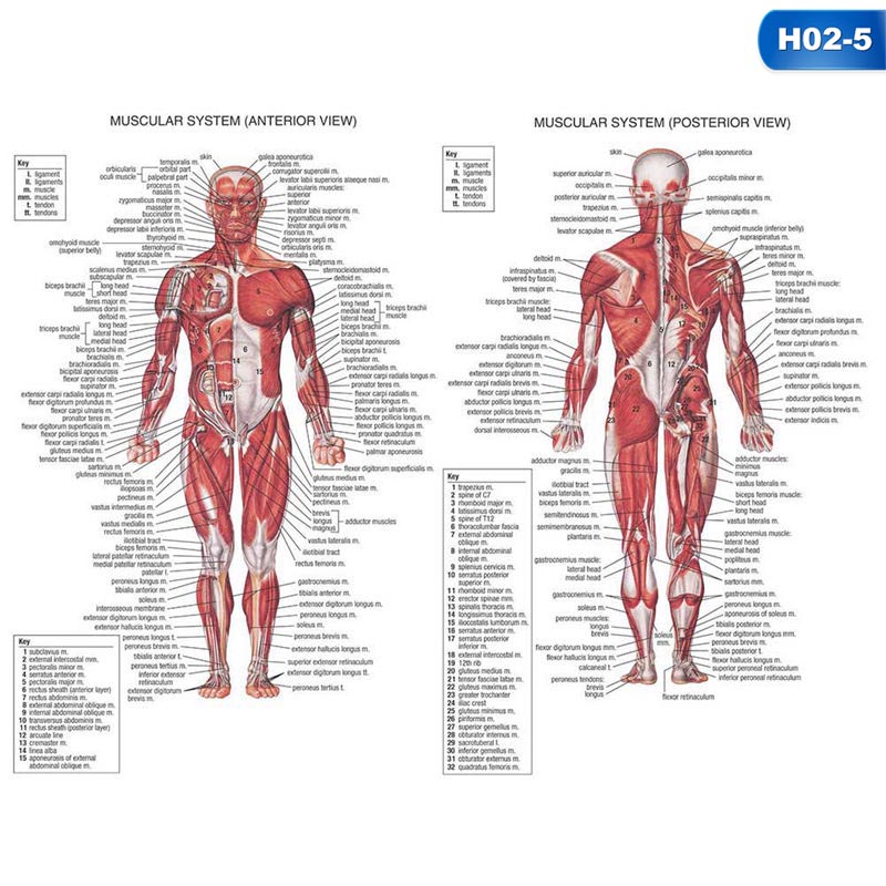 AkoaDa Vintage Retro Human Anatomy All System Body Poster Anatomical