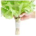 thumbnail image 3 of 16 piece Hydroponic Plant Sponge（44x30mm）, Seedling Block Sponge, Soilless Cultivation Planting Sponge, 3 of 5