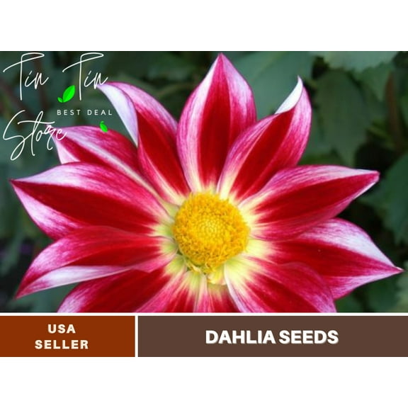 40  Seeds| Junkyard Dog Perennial Seeds | Seeds, Herbal Seeds, Flower Seeds, GMO Free, Authentic Seed#D061