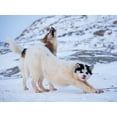 thumbnail image 2 of Zwick, Martin 18x15 White Modern Wood Framed Museum Art Print Titled - Sled dog during winter in Uummannaq in Greenland, 2 of 4