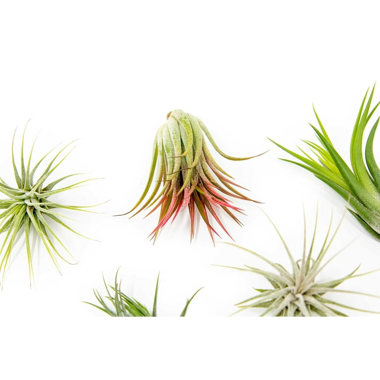 biggest aloe vera plant Buy 'Large Aloe Vera Plants - Aloe barbadensis' Care and Growing Guide