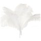 thumbnail image 1 of 10 pcs Natural Ostrich Feathers Wedding Party Decoration White, 1 of 3