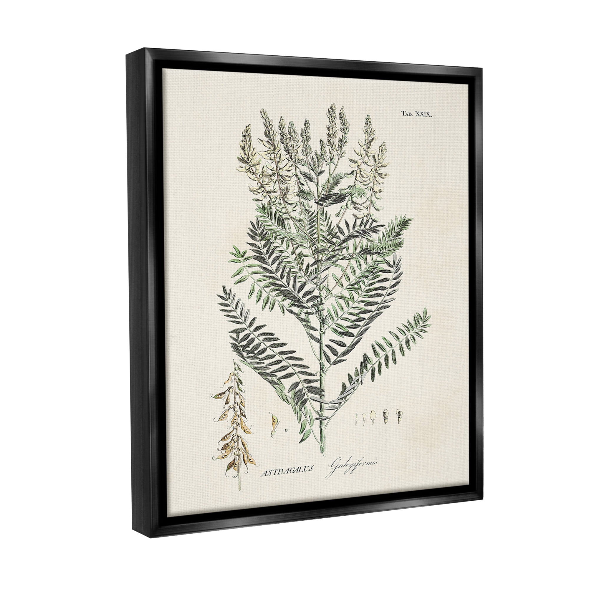 Stupell Industries Forest Plant Study Botanical & Floral Painting Black Floater Framed Canvas Art Print Wall Art, 17 x 21